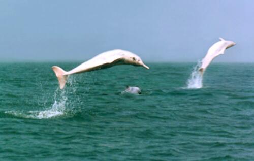 湛江海豚保護基地監(jiān)控系統(tǒng)案例